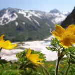 ДОМБАЙ-ТЕБЕРДА-АРХЫЗ