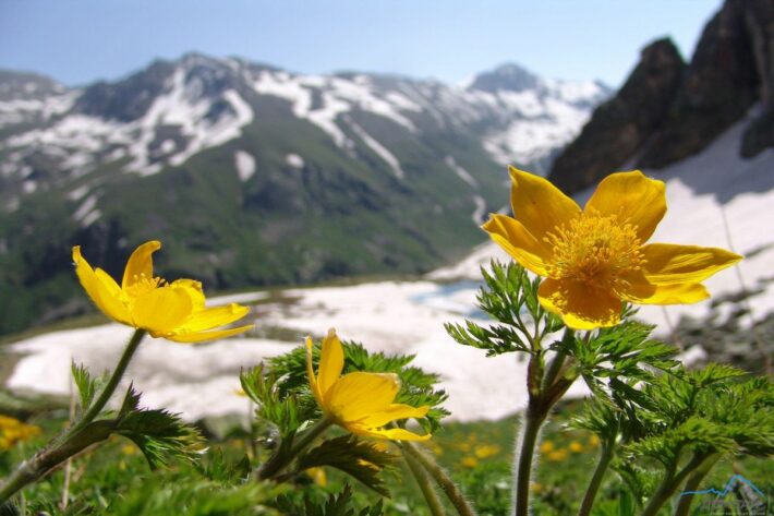 ДОМБАЙ-ТЕБЕРДА-АРХЫЗ