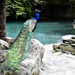 НОВЫЙ ГОД В АБХАЗИИ