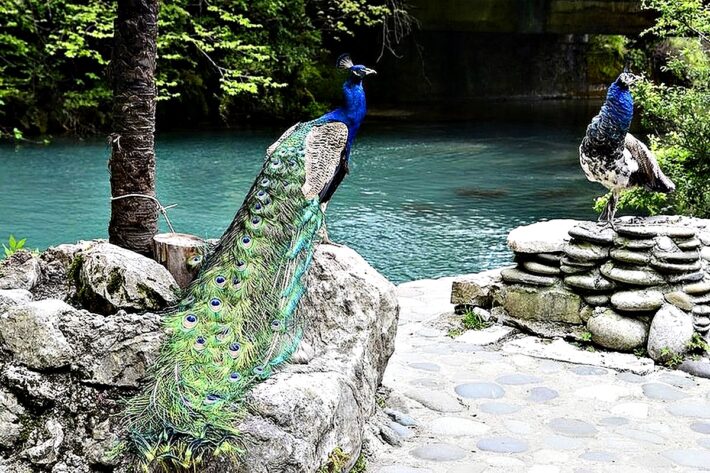 НОВЫЙ ГОД В АБХАЗИИ