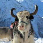 ДОМБАЙ-ТЕБЕРДА-АРХЫЗ