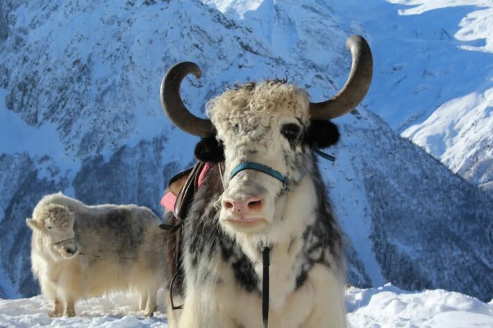 ДОМБАЙ-ТЕБЕРДА-АРХЫЗ